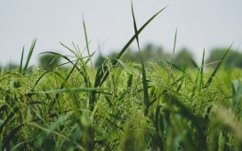 Thai Rice export